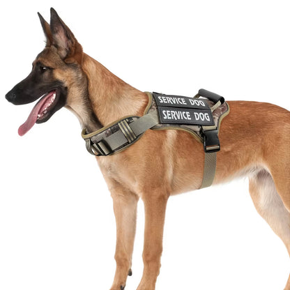 Dog wearing tactical no-pull harness on a walk